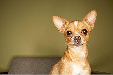 Apex英雄武器精通系统怎么玩？apex武器等级提升奖励有哪些？